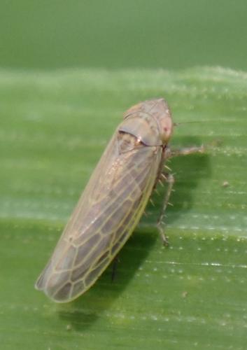 Psammotettix sp.